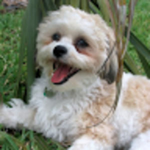 Meet your Posher, Cory